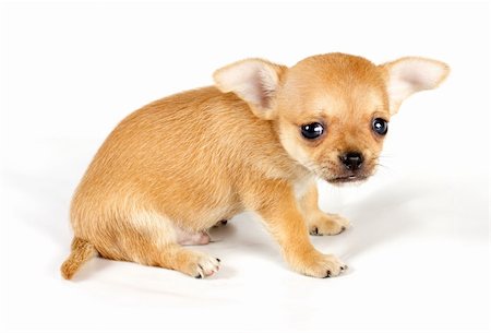 dwarf - cute small chihuahua puppy sitting on white looking at camera isolated Stock Photo - Budget Royalty-Free & Subscription, Code: 400-05359049
