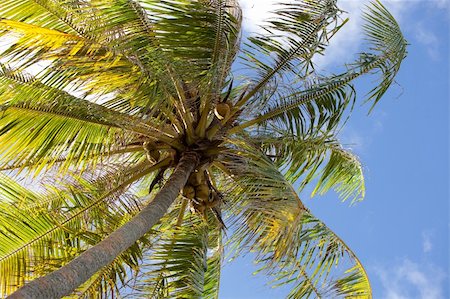 Palm tree on Huahine, French Polynesia. Stock Photo - Budget Royalty-Free & Subscription, Code: 400-05359348