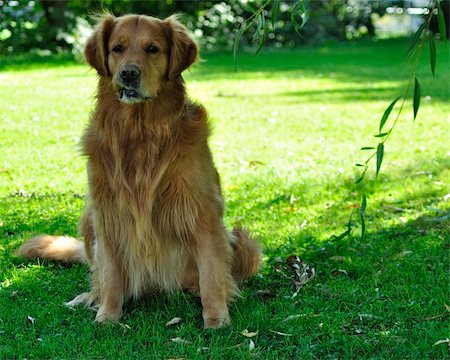 Golden retriever dog in park. Sunny day. Green background. Photographie de stock - Aubaine LD & Abonnement, Code: 400-05359547
