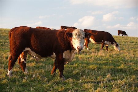 simsearch:400-05151981,k - The Cows on a summer pasture Foto de stock - Super Valor sin royalties y Suscripción, Código: 400-05359921