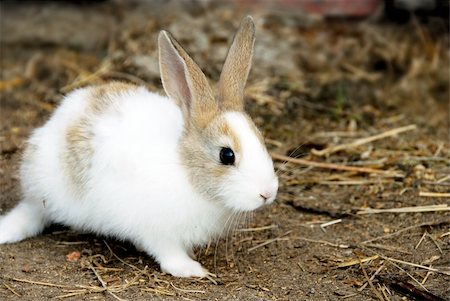 one adorable young white bunny rabbit outdoors Stock Photo - Budget Royalty-Free & Subscription, Code: 400-05352046