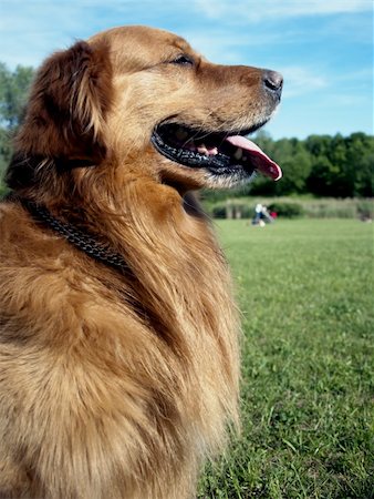 Golden Retriever dog Photographie de stock - Aubaine LD & Abonnement, Code: 400-05352675