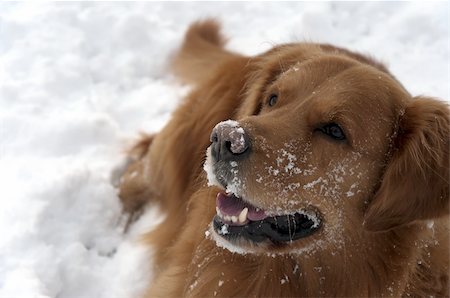 Dog in the snow Photographie de stock - Aubaine LD & Abonnement, Code: 400-05352673