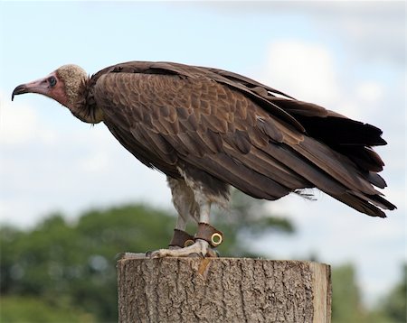 simsearch:400-07745600,k - a stunning bird of prey  the vulture Stock Photo - Budget Royalty-Free & Subscription, Code: 400-05353130