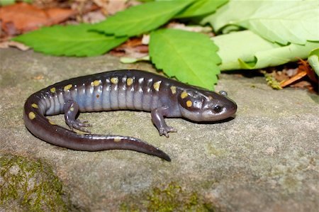 salamander - A Spotted Salamander (Ambystoma maculatum) at Monte Sano State Park, Alabama Stock Photo - Budget Royalty-Free & Subscription, Code: 400-05353150