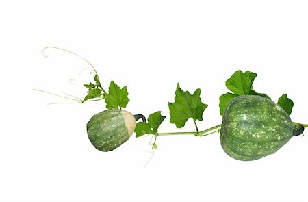 pumpkin plant white background - pumpkin's stem with fruit  and leaves on white background Stock Photo - Budget Royalty-Free & Subscription, Code: 400-05353424