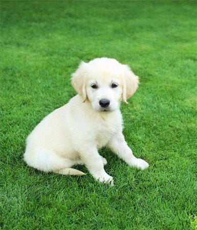 dogs misbehaving - Golden retiever labrador puppy on the green grass Stock Photo - Budget Royalty-Free & Subscription, Code: 400-05364522
