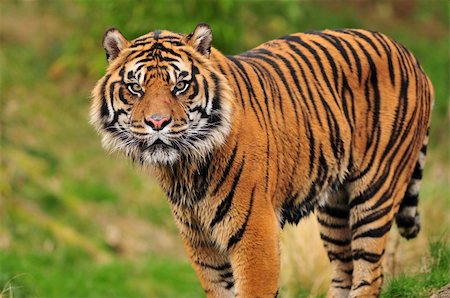 simsearch:400-05250521,k - Closeup portrait of a beautiful Sumatran tiger looking at the camera Stock Photo - Budget Royalty-Free & Subscription, Code: 400-05366559