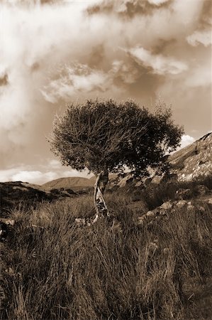 simsearch:400-04909150,k - an isolated tree during a storm in the wild countryside in the kerry mountains in sepia Stock Photo - Budget Royalty-Free & Subscription, Code: 400-05360158