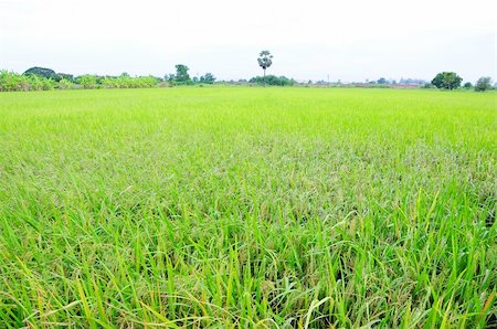 paddy rice in field Stock Photo - Budget Royalty-Free & Subscription, Code: 400-05360497