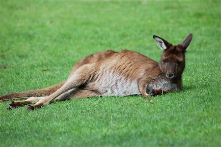 A Colourful photo of a Wild Kangaroo in Melbourne Australia Stock Photo - Budget Royalty-Free & Subscription, Code: 400-05360598