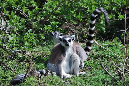 simsearch:400-04362550,k - lemurs in the zoo looking at the camera Stock Photo - Budget Royalty-Free & Subscription, Code: 400-05360635