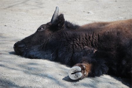 buffalo from the zoo lies and sleeps Photographie de stock - Aubaine LD & Abonnement, Code: 400-05360631