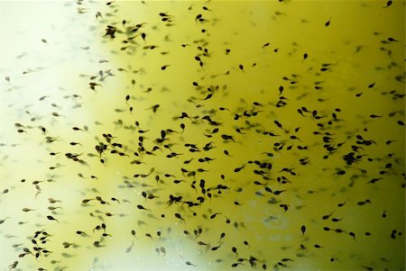 plenty of tadpoles in yellowish pond water Stock Photo - Budget Royalty-Free & Subscription, Code: 400-05361576