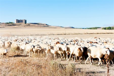 simsearch:400-05724021,k - sheep herd, Montealegre, Castile and Leon, Spain Stock Photo - Budget Royalty-Free & Subscription, Code: 400-05362176