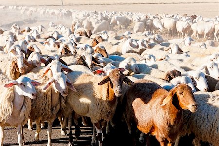 simsearch:400-05724021,k - sheep herd, Castile and Leon, Spain Stock Photo - Budget Royalty-Free & Subscription, Code: 400-05362177