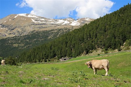 simsearch:400-05669603,k - Cow in a field, in the pyrenean mountains in Andorra Photographie de stock - Aubaine LD & Abonnement, Code: 400-05363470