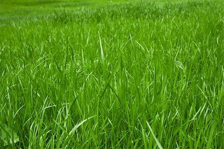 green grass macro close up for background Photographie de stock - Aubaine LD & Abonnement, Code: 400-05374114