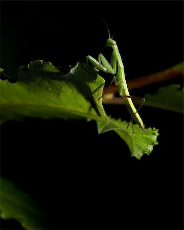 simsearch:400-04698964,k - A green praying mantis insect is standing on a leaf on a black background. Photographie de stock - Aubaine LD & Abonnement, Code: 400-05376474