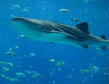 Whale Shark Stock Photo - Budget Royalty-Free & Subscription, Code: 400-05376498