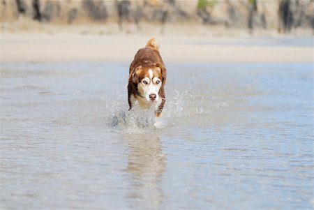 Husky dog running towards the camera splashing towards the camera. Stock Photo - Budget Royalty-Free & Subscription, Code: 400-05377546