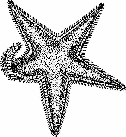 diving cartoon - Sea star isolated on white Stock Photo - Budget Royalty-Free & Subscription, Code: 400-05378294