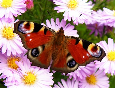 simsearch:400-04259527,k - closeup detail of butterfly on flower in summer time Stock Photo - Budget Royalty-Free & Subscription, Code: 400-05378817