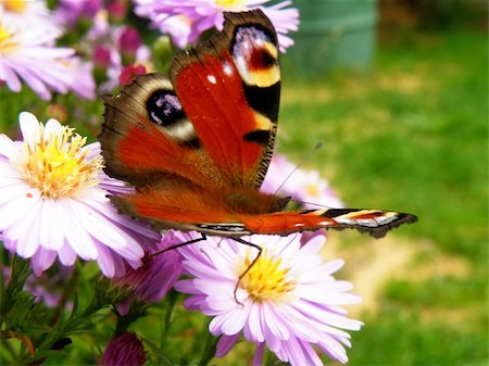 simsearch:400-04259527,k - closeup detail of butterfly on flower in summer time Stock Photo - Budget Royalty-Free & Subscription, Code: 400-05378818