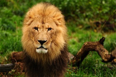 simsearch:400-04613070,k - Portrait of a majestic african lion staring at the camera Stock Photo - Budget Royalty-Free & Subscription, Code: 400-05379283