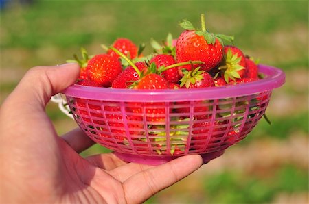 simsearch:400-05370991,k - Fresh strawberries in basket Stock Photo - Budget Royalty-Free & Subscription, Code: 400-05370040