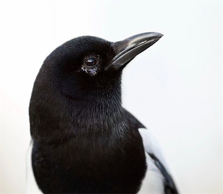 head of magpie. picture of bird taken in germany Stock Photo - Budget Royalty-Free & Subscription, Code: 400-05370310