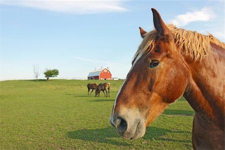 Portrait of a horse at Prophetstown State Park, Tippecanoe County, Indiana, with a barn in the background, green grass, blue sky and space for copy Stock Photo - Budget Royalty-Free & Subscription, Code: 400-05370650