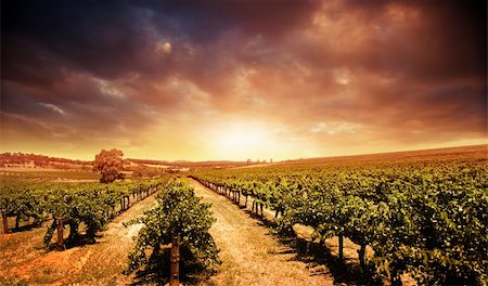 Beautiful scenic vineyard with stormy sunset sky Stock Photo - Budget Royalty-Free & Subscription, Code: 400-05384116