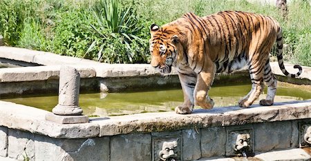 simsearch:400-05250521,k - The tiger (Panthera tigris), a member of the Felidae family, is the largest of the four "big cats" in the genus Panthera. The tiger is native to much of eastern and southern Asia, and is an apex predator and an obligate carnivore. Stock Photo - Budget Royalty-Free & Subscription, Code: 400-05384472