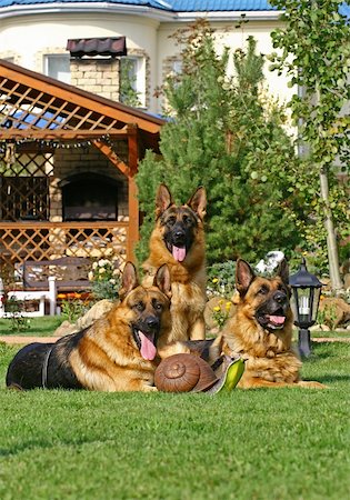 simsearch:400-05200802,k - 3 german shepherds on the green grass above a Toy snail Stock Photo - Budget Royalty-Free & Subscription, Code: 400-05384489