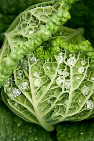 simsearch:400-05370250,k - Rain drops on green savoy cabbage in the garden. Stock Photo - Budget Royalty-Free & Subscription, Code: 400-05384796