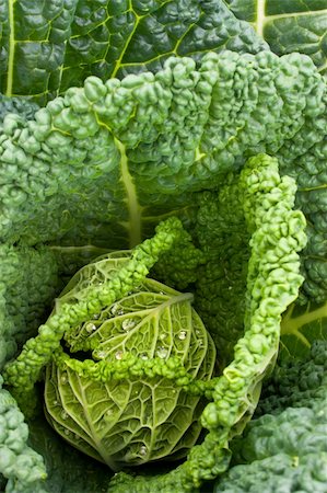 simsearch:400-05370250,k - Rain drops on green savoy cabbage in the garden. Stock Photo - Budget Royalty-Free & Subscription, Code: 400-05384797