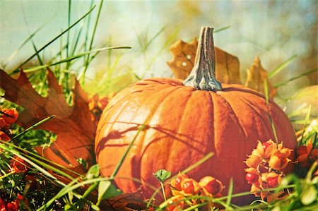 Small pumpkin in the grass with vintage color feeling Stock Photo - Budget Royalty-Free & Subscription, Code: 400-05385109