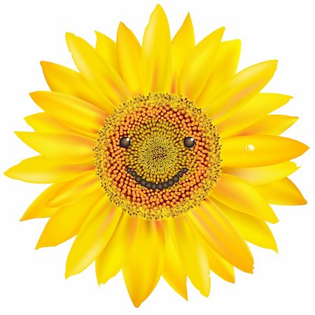 simsearch:400-05671297,k - Smiling Sunflower, Isolated On White Background, Vector Illustration Stock Photo - Budget Royalty-Free & Subscription, Code: 400-05385479