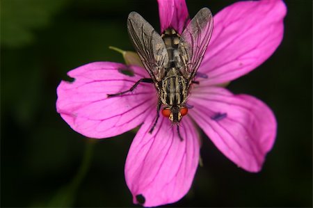 simsearch:400-05703373,k - Blowfly (Calliphoridae) on a flower Stock Photo - Budget Royalty-Free & Subscription, Code: 400-05385742