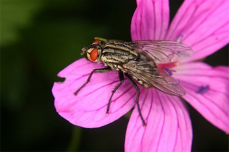 simsearch:400-05703373,k - Blowfly (Calliphoridae) on a flower Stock Photo - Budget Royalty-Free & Subscription, Code: 400-05385743