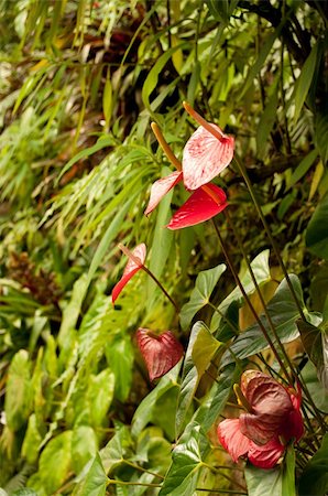 simsearch:400-04701752,k - Anthurium Red (Flamingo Flower, Boy Flower) in Dense Tropical Rain Forest Photographie de stock - Aubaine LD & Abonnement, Code: 400-05385791