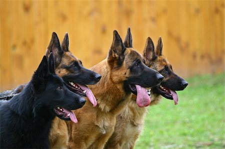 simsearch:400-05200802,k - Four dogs of breed a German shepherd in a profile attentively look afar Stock Photo - Budget Royalty-Free & Subscription, Code: 400-05385931