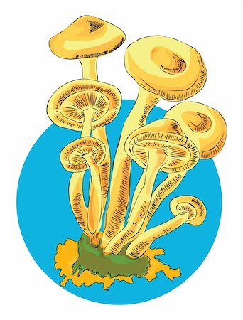 drawing of edible plant - Honey in a series of edible mushrooms. Vector illustration of a format EPS. Stock Photo - Budget Royalty-Free & Subscription, Code: 400-05386008