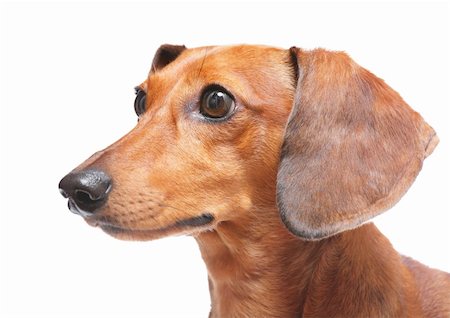 simsearch:400-05241006,k - dachshund Stock Photo - Budget Royalty-Free & Subscription, Code: 400-05386735
