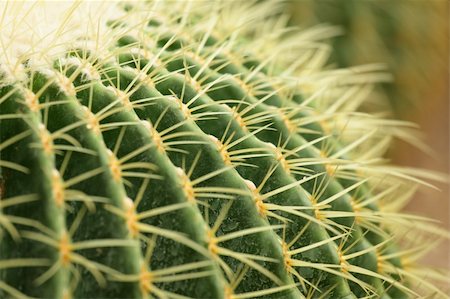 existence - cactus close up Stock Photo - Budget Royalty-Free & Subscription, Code: 400-05386736