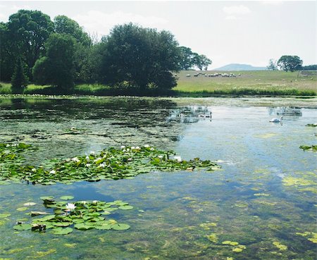 simsearch:400-05387304,k - Curraghmore House Garden, County Waterford, Ireland Stock Photo - Budget Royalty-Free & Subscription, Code: 400-05387324