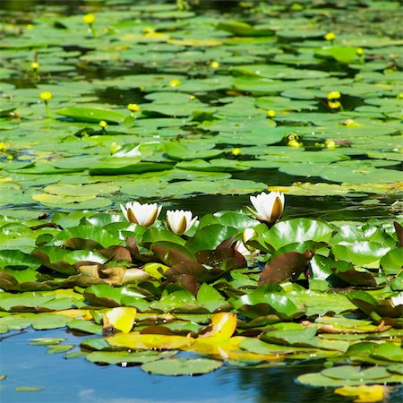 simsearch:400-05387304,k - water-lilies, Powerscourt Gardens, County Wicklow, Ireland Stock Photo - Budget Royalty-Free & Subscription, Code: 400-05387349