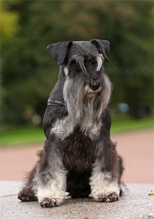 pavelshlykov (artist) - Black-silver zwerg schnauzer sitting on marble plate green background Stock Photo - Budget Royalty-Free & Subscription, Code: 400-05387999