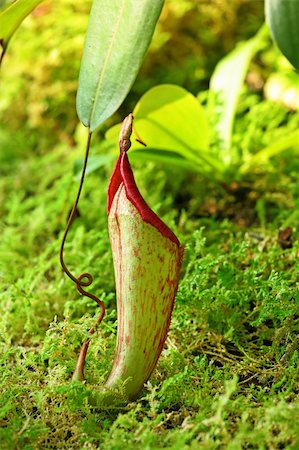 rainforest insects bugs - Pitcher plant Stock Photo - Budget Royalty-Free & Subscription, Code: 400-05388016